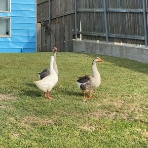 Meet your Posher, Dalia